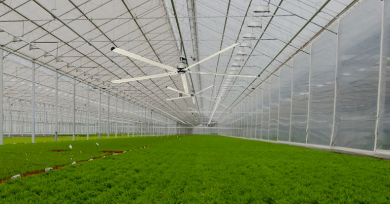 HVLS Fans in Agriculture: How They Help Maintain Ideal Storage Conditions